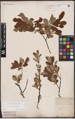 Foto von Salix aurita L. x Salix lapponum L.